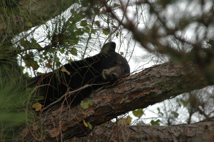 Bear in tree Black bear resting in a tree
