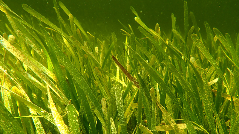 seagrass bed