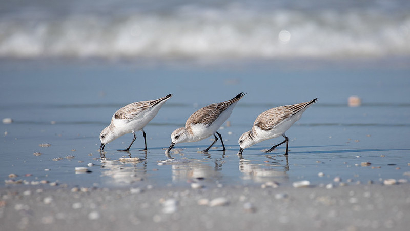 shorebirds