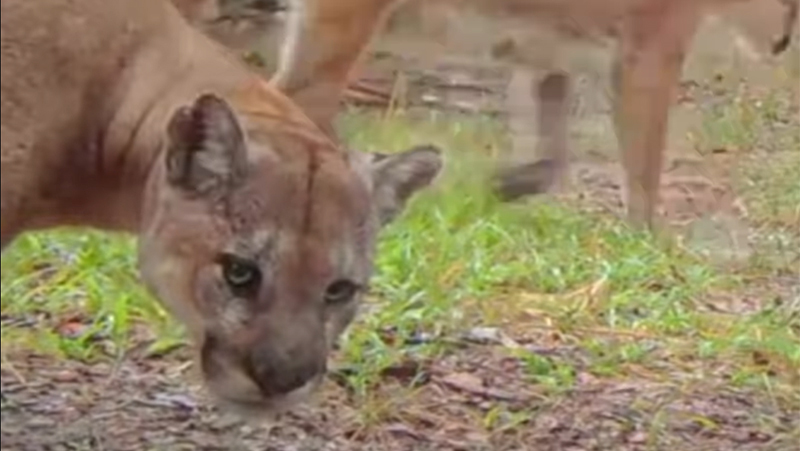 florida panther