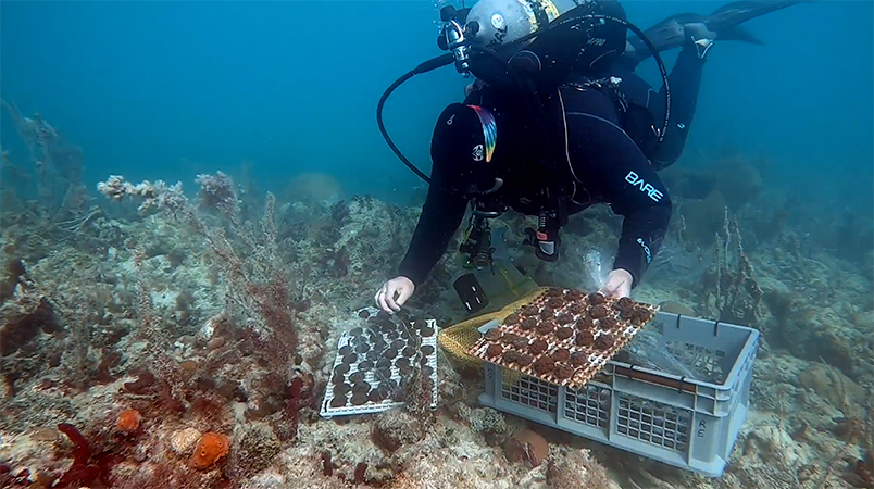 coral restoration