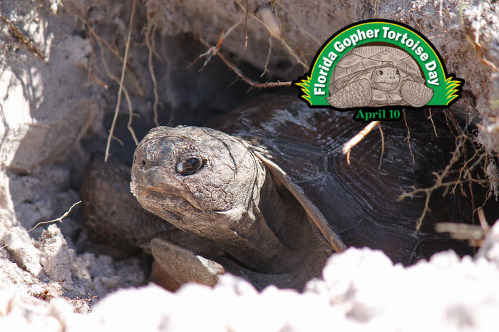 Gopher Toroise Peeking out of Burrow_Florida Gopher Toroise Day April 10
