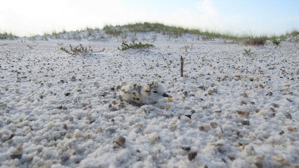Snowy plover chick on sand