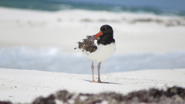 American oystercatcher on the beach