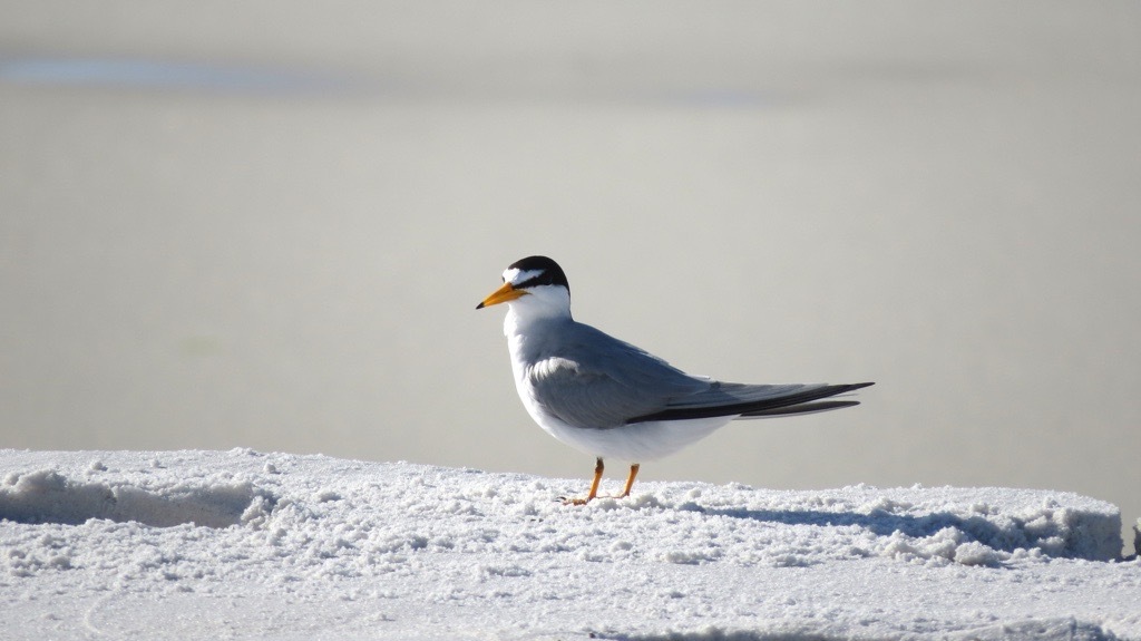 Least tern on the shore