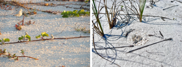 Two pictures of snowy plover chicks