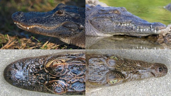 Alligator and crocodile head side by side comparisons