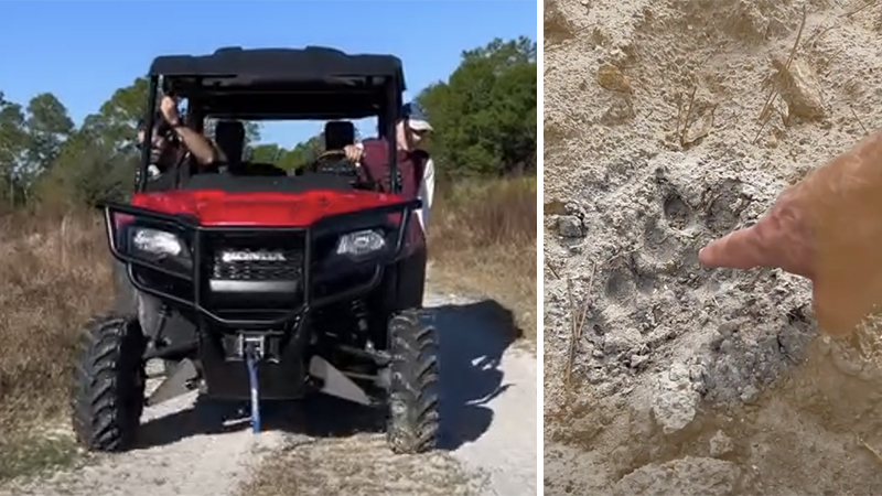 tracking panthers