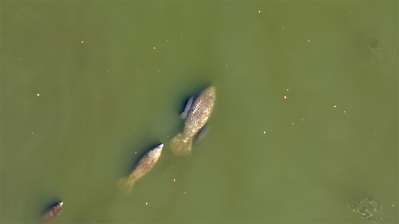 manatee twins