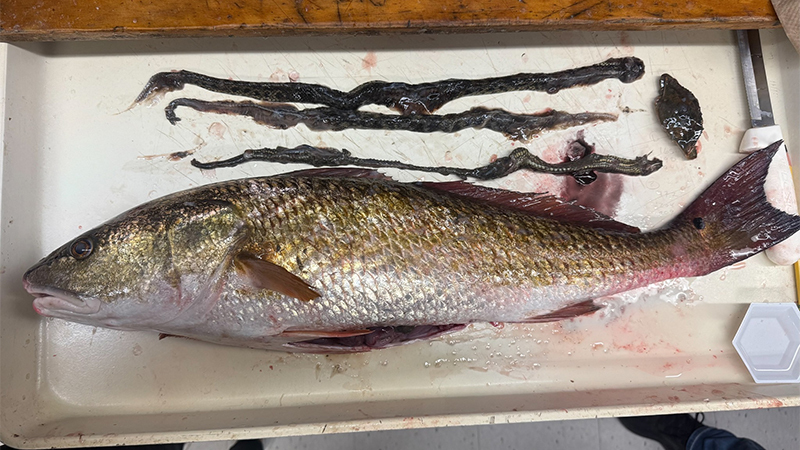 reddrum diet