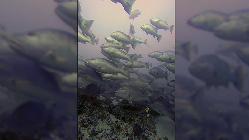 snapper aggregation