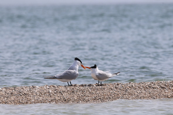 Picture of two royal terns