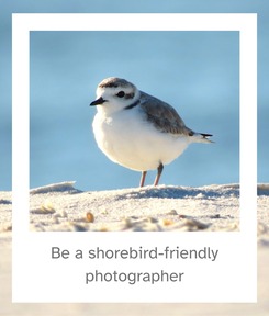 Snowy plover with a frame that says be a shorebird-friendly photographer