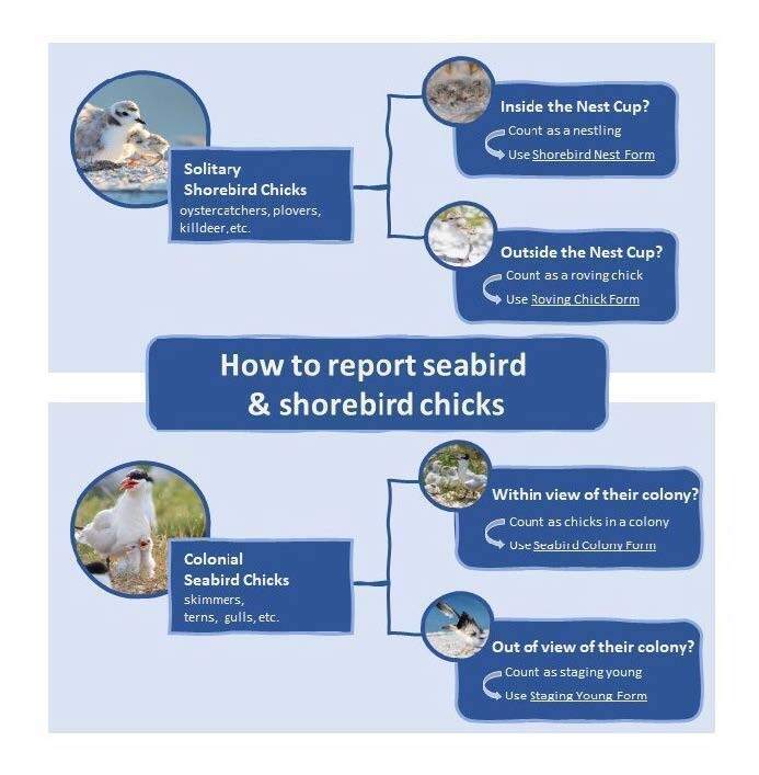 Photo showing how to report shorebird and seabird chicks
