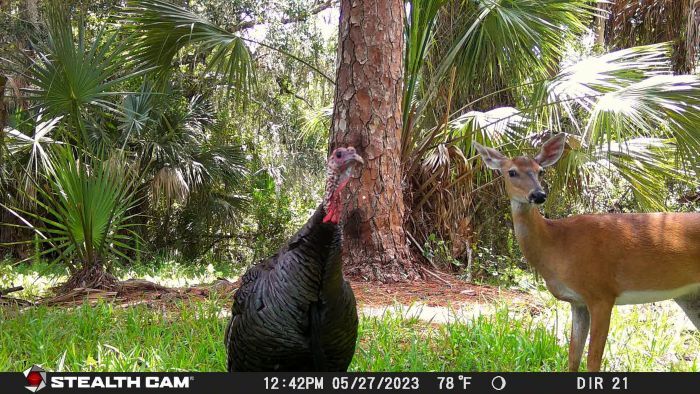 stealtchcam Stealthcam photo of a turkey and a deer