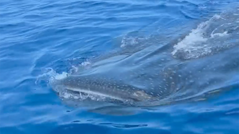 whale shark