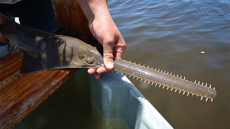 sawfish