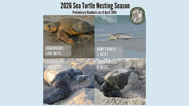 turtle nesting update