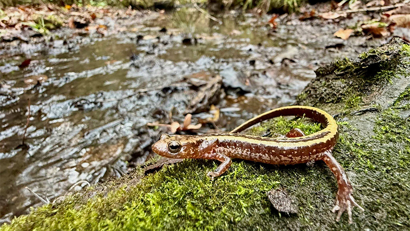 salamander