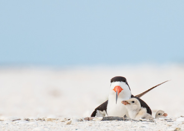 Black skimmer adult with chicks