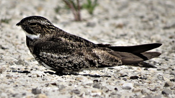 Common nighthawk