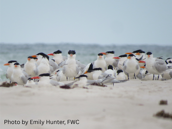 Mixed flock of seabirds with photo credit to Emily Hunter