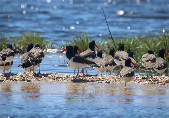 Flock of American oystercatchers