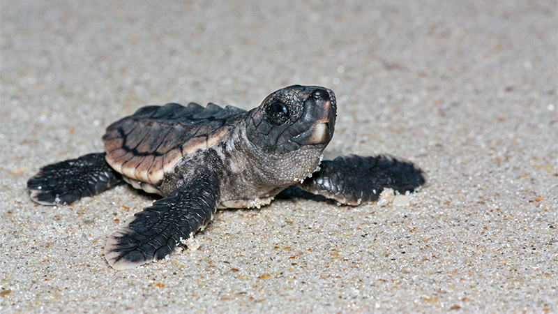 turtle hatchling blair witherington