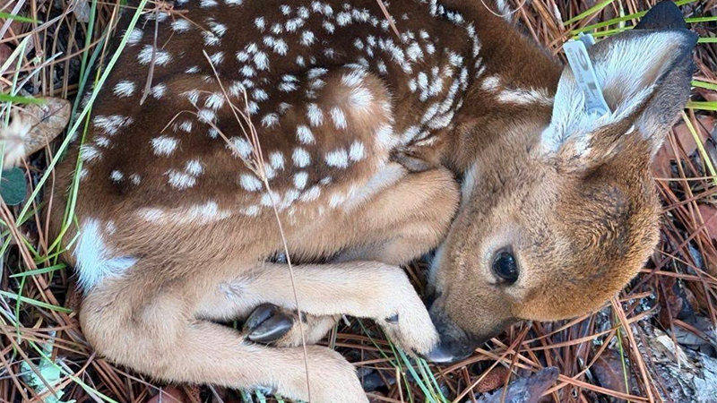 baby fawn