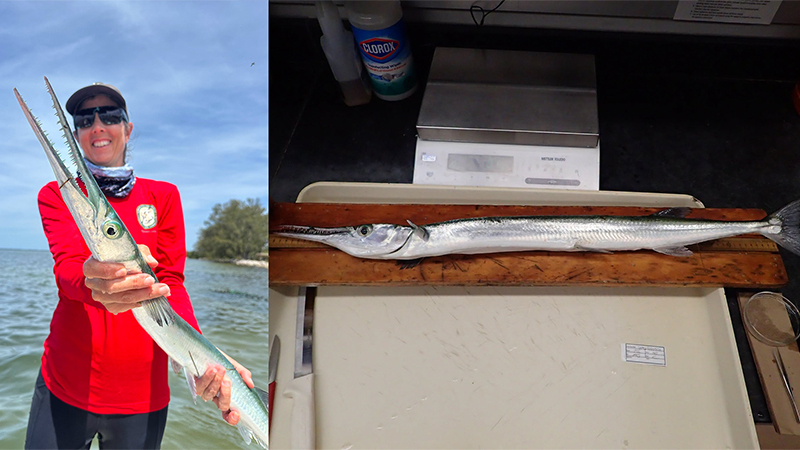 large needlefish