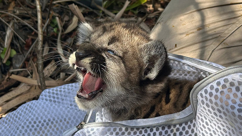 panther kitten rescue