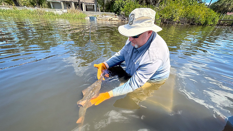 juvenile sawfish