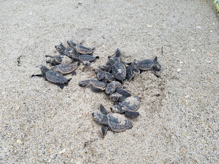 turtles Loggerhead Turtle Hatchlings Photo by Tonya Long, FWC