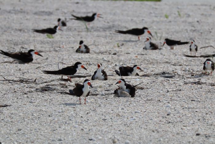 Black skimmers and chicks on nest - Photo by Lisa Thompson, FWC