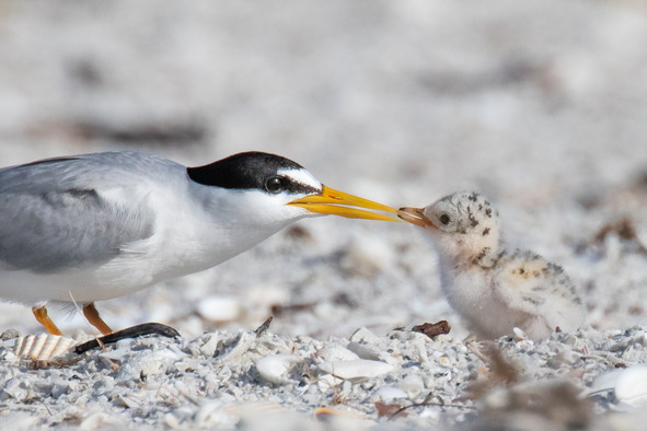 Least tern with chick
