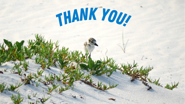 Wilson's plover chick with "Thank You" banner