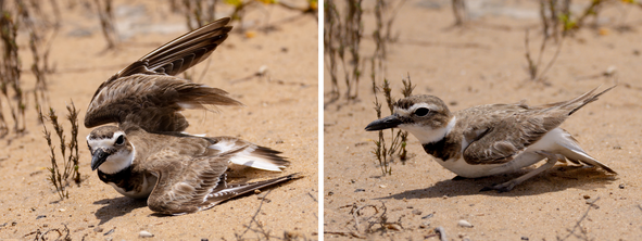 Wilson's plover displaying distraction behaviors
