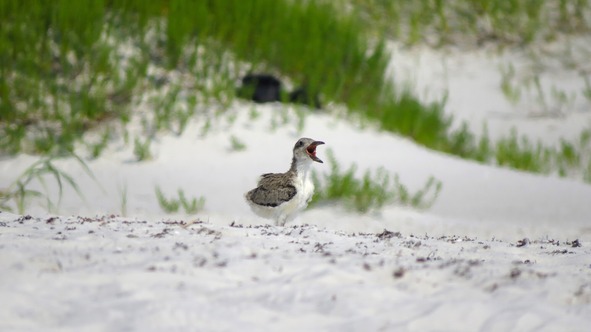 Black skimmer chick calling