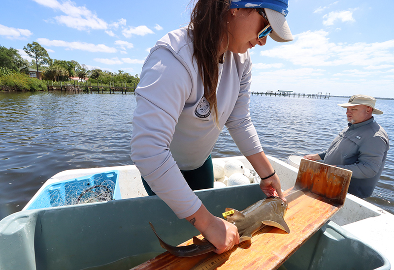 tagging sawfish