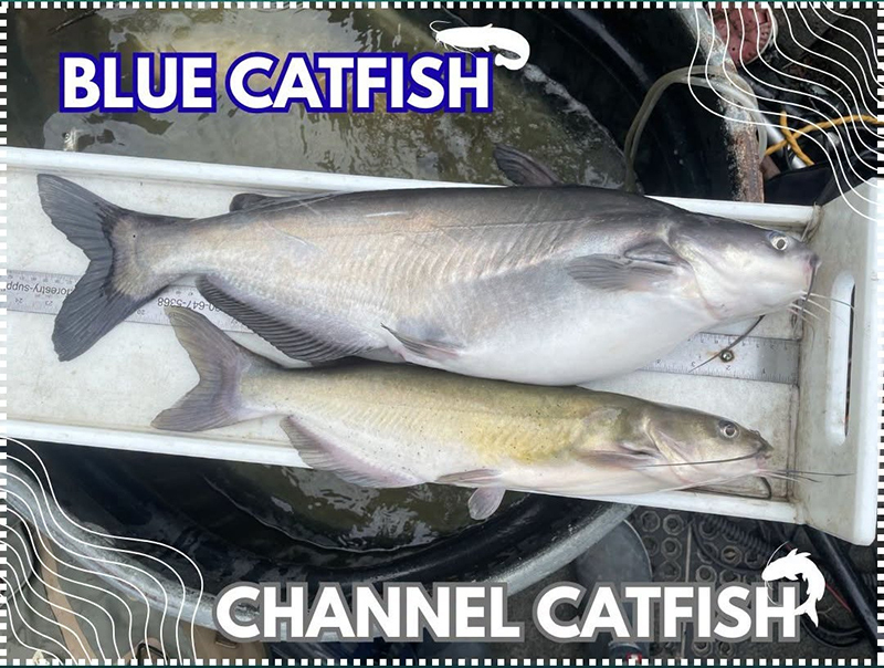 catfish comparison