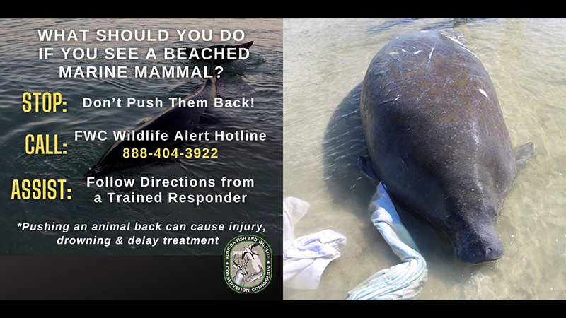 stranded manatee