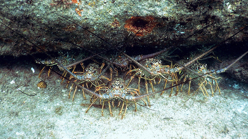 several lobsters underwater