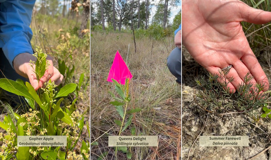 keystone wildflower collage