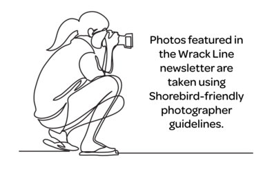 Line drawing of photographer with disclaimer regarding shorebird-friend photography