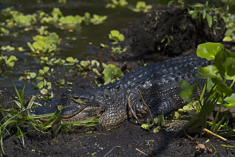 Alligator on the shoreline