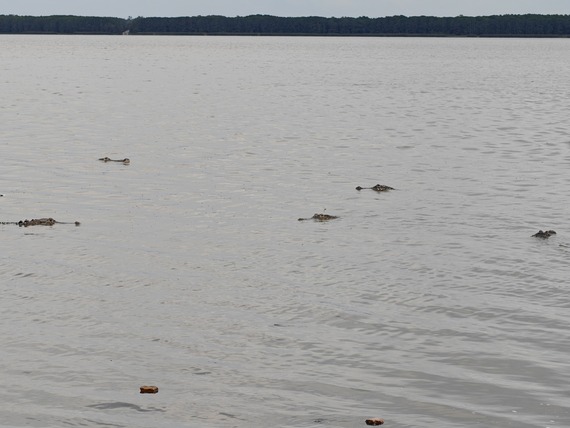 Alligators in the water at Newnans Lake