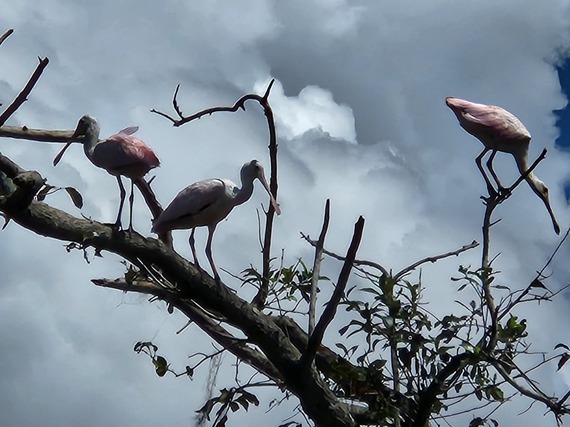 Spoonbills in tree at Orange Lake