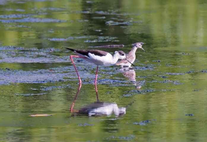 Black-Necked Stilts in water