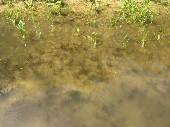 Eelgrass growing at Burnt Island in Lochloosa Lake