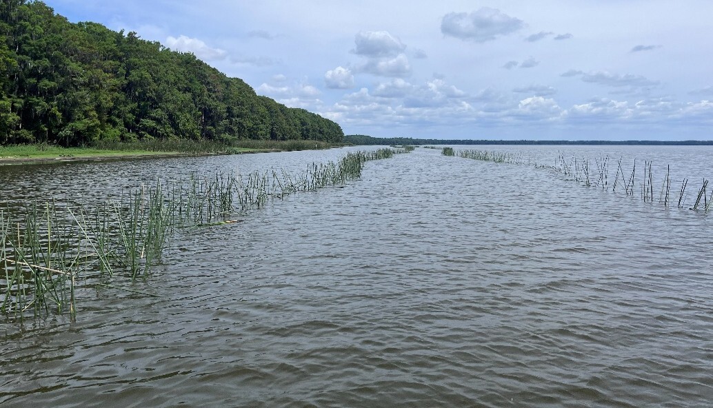 Bulrush planting site at Newnans Lake